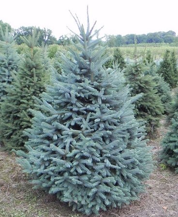 Baby Blue Spruce